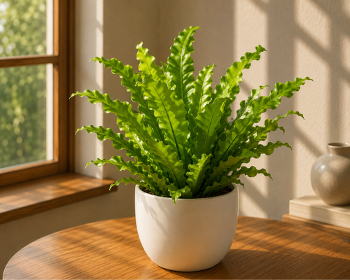 SBL - BIRD NEST FERN
